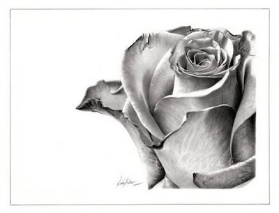 dibujo de rosa con lapiz dibujo artístico realista a lápiz de una rosa
