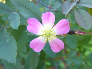 Rosier glauque - Églantier glauque - Églantier à feuilles rougeâtres - Rosier à feuilles rouges - Rosa glauca Rosier glauque - Églantier glauque - Églantier à feuilles rougeâtres - Rosier à feuilles rouges - Rosa glauca