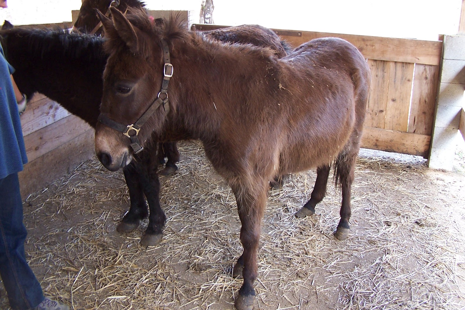 TAG on-line: Rescued Mules and Pony