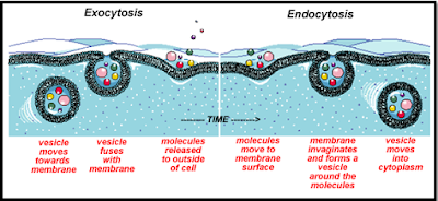 eksositosis dan endositosis