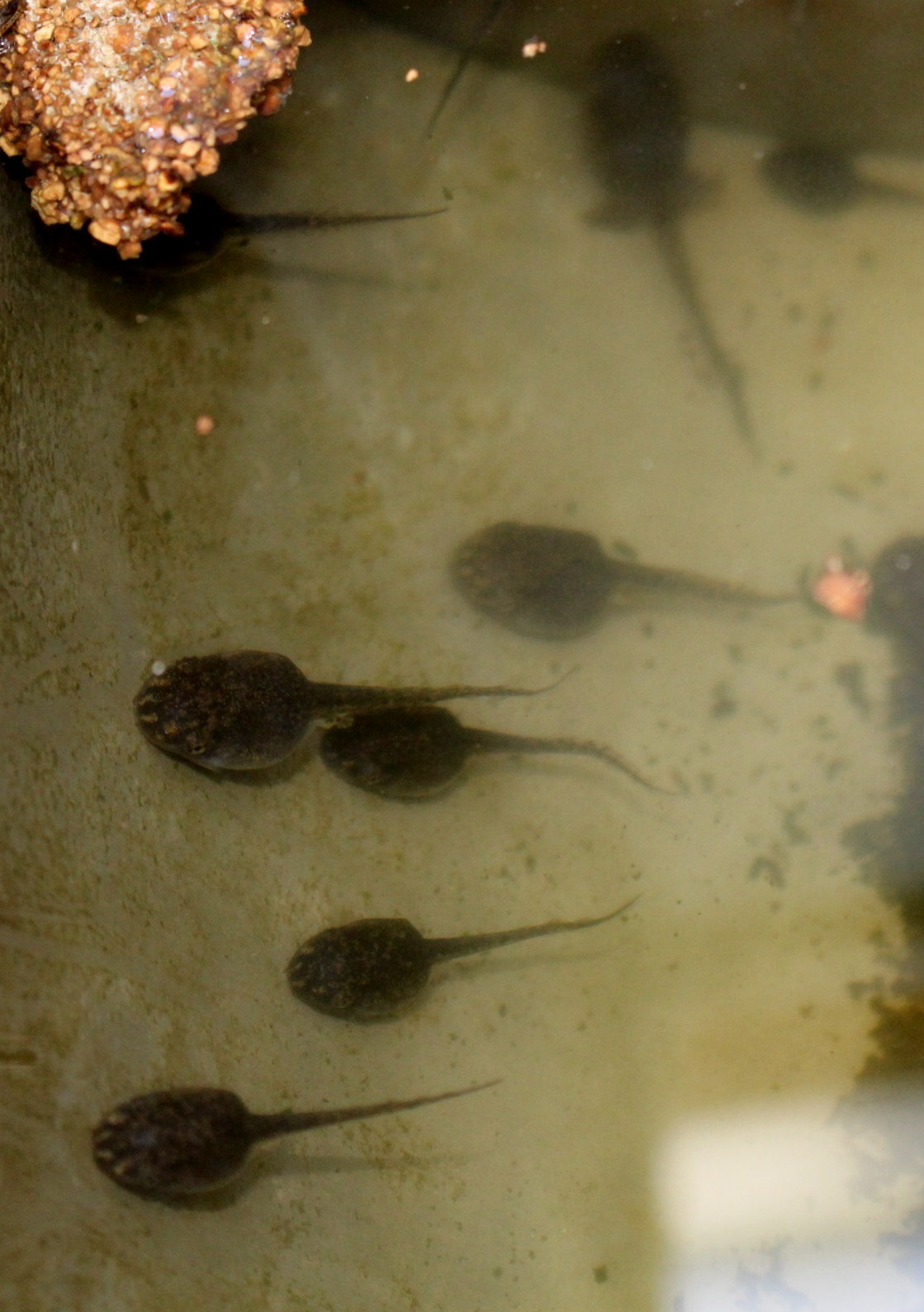 At The Farm...: Tadpoles and Frogs