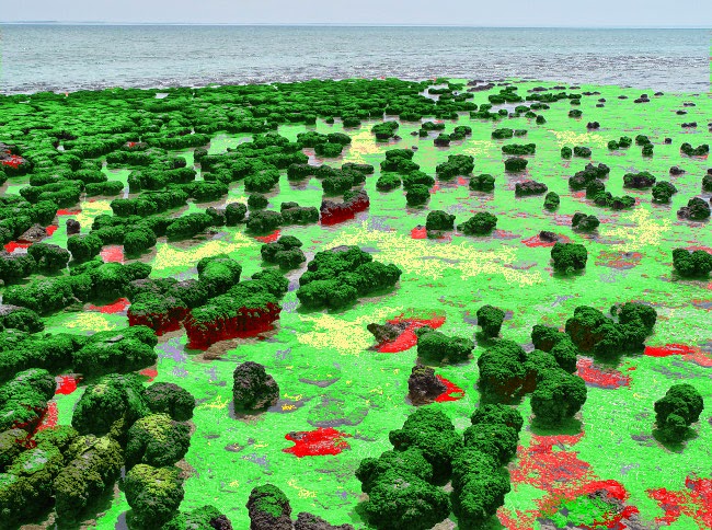 Proterozoic: Stromatolite Shoreline with Bacterial Mats