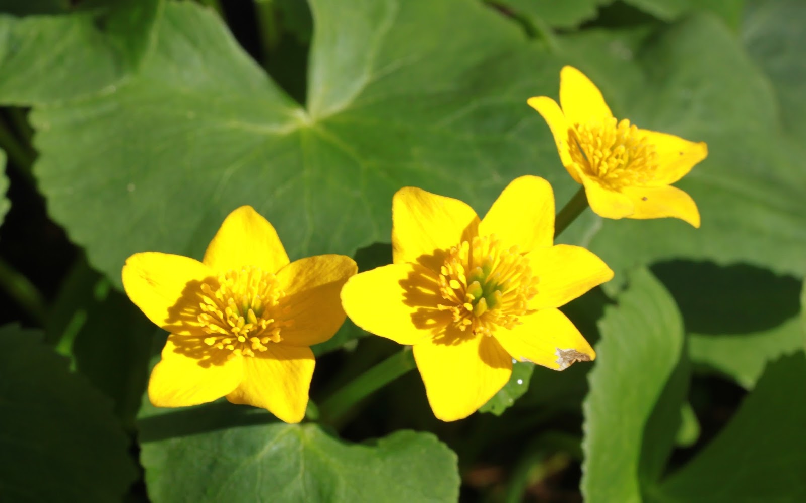Kalamazoo Seasons Spring wildflowers 2016