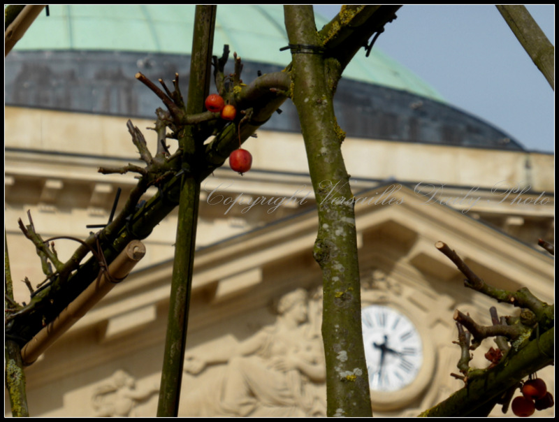 Crabapples Versailes hôpital Richaud