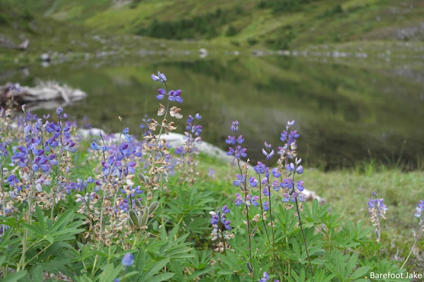 olympic wildflowers lupine