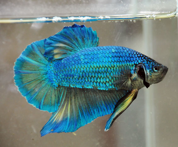 Galeri Ikan Cupang Giant Djoglo Fish