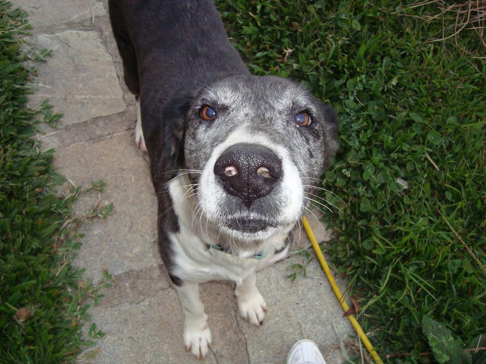Animal Wellness Ambassadors The Street Dogs in Brazil