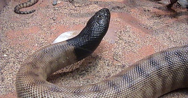 Reptile relationships: Why pythons look like boas and boas like pythons.