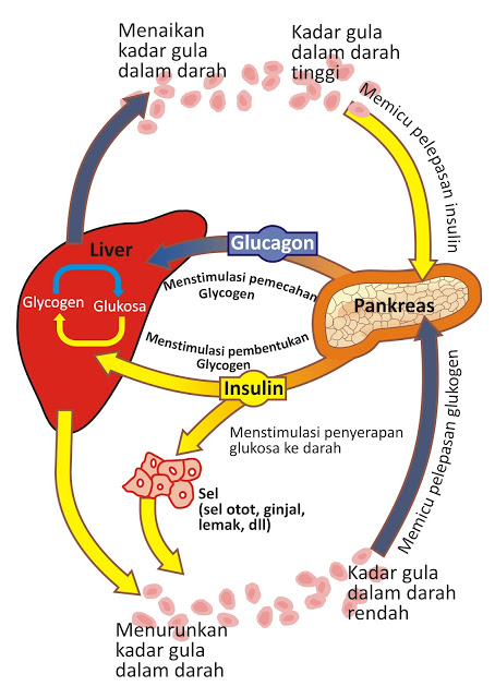 Regulasi glukosa gula darah sel otot lemak hepar pankreas energi ATP ADP glikolisis glukagonesis glikogenolisis siklus embden meyerhoff glukagon insulin liver siklik AMP epinefrin sistem adrenergik adenohipofise adenohipofisis reseptor alpha beta Glukosa 6 Phosfatase