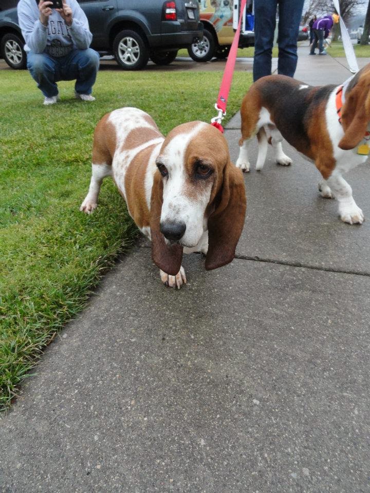 ABC Basset Hound Rescue of NY Texas Bassets Arrive In NY