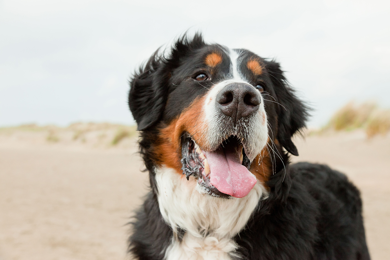 Dog Training Kingscliff Dog Training Kingscliff