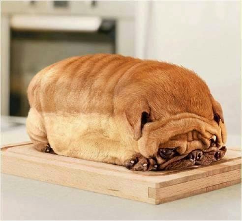 homemade bread - Dog