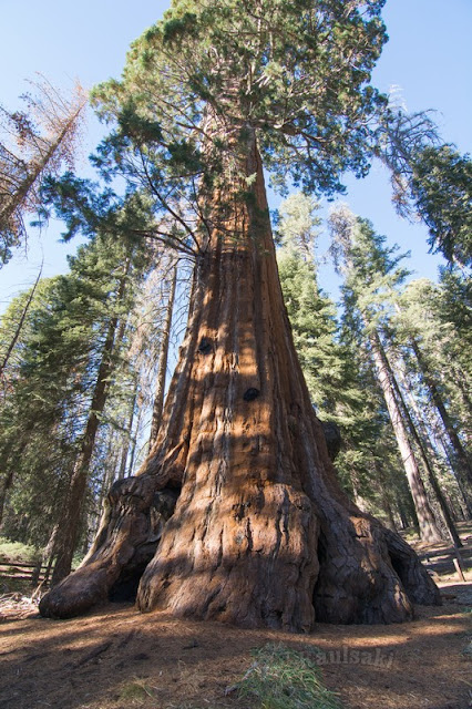 Sequoia National Park- caminando por el Bosque Gigante - Viaje con tienda de campaña por el Oeste Americano (26)
