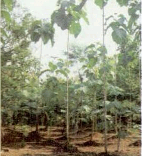 Pohon kayu jati emas | Budidaya Kayu Jati