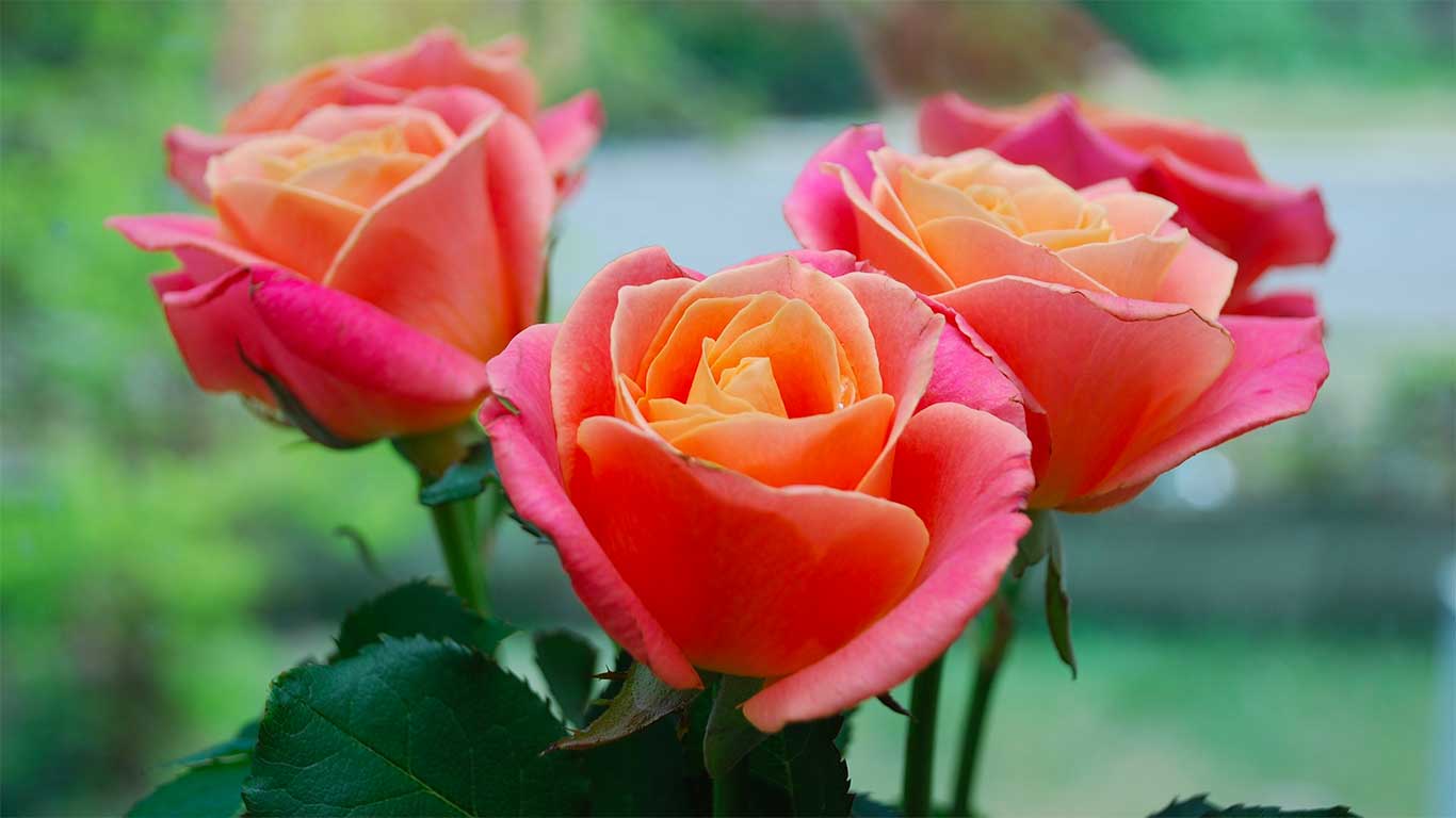 5 Cara  Merawat  Bunga  Mawar  Supaya Bunganya Banyak dan Awet 