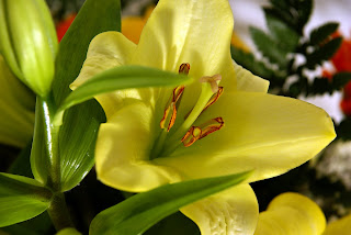 flowers for flower lovers.: lily flower.