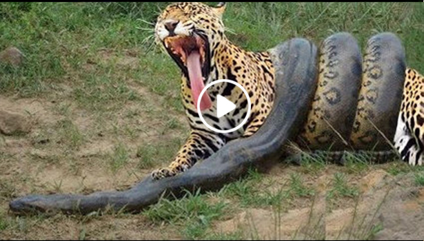 Wow !!!! The snake attacking a tiger