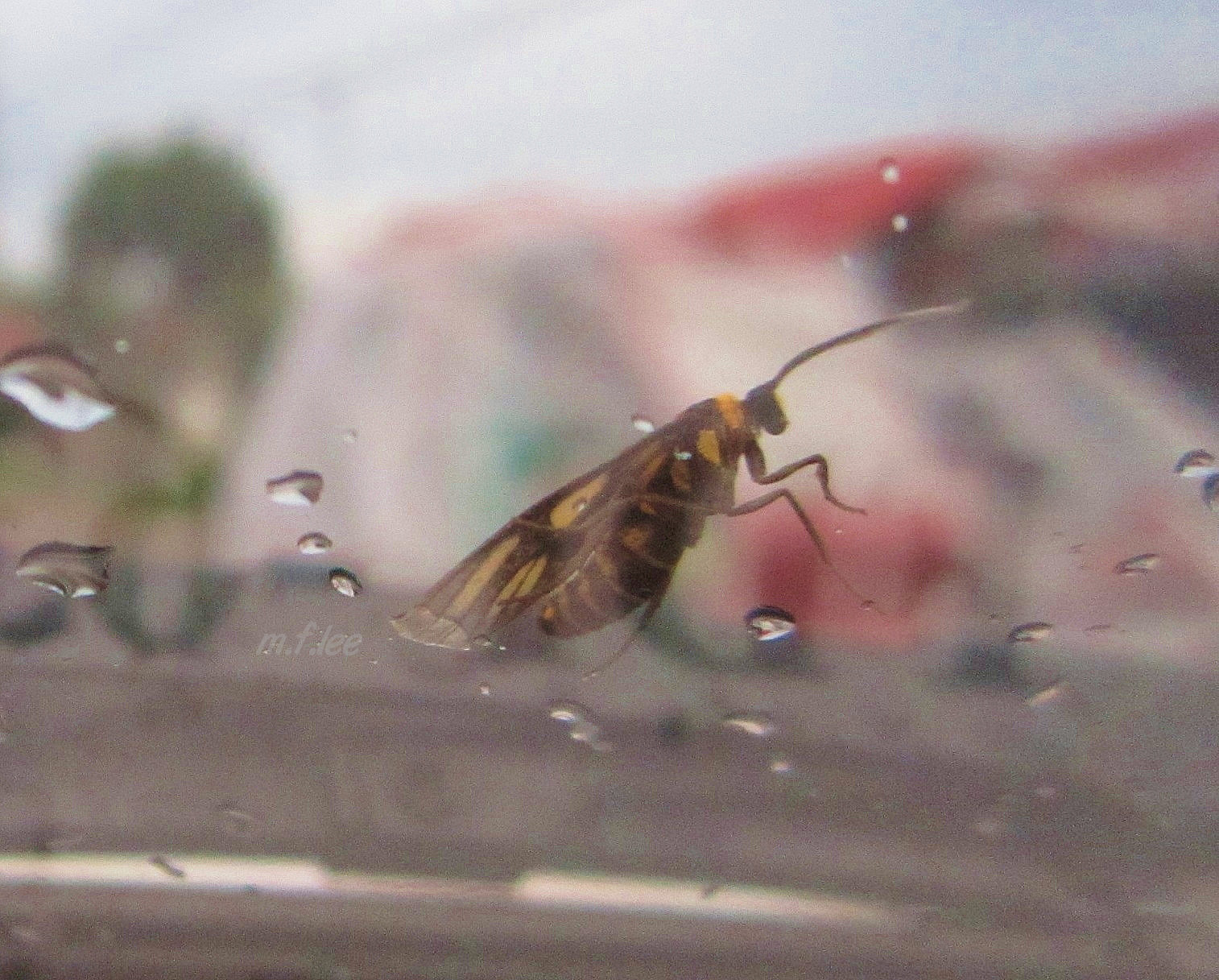 365 Days, 365 Photos 232 when a bug hits the windshield...