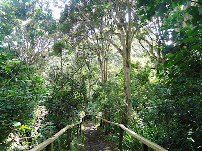 NUESTRA TIERRA ANTEÑA: MILENARIO BOSQUE DE LOS ARRAYANES, CARCHI - ECUADOR
