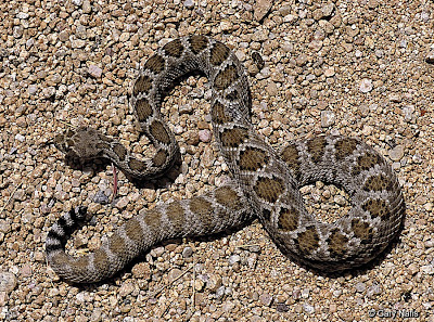 endangered rattlesnakes
