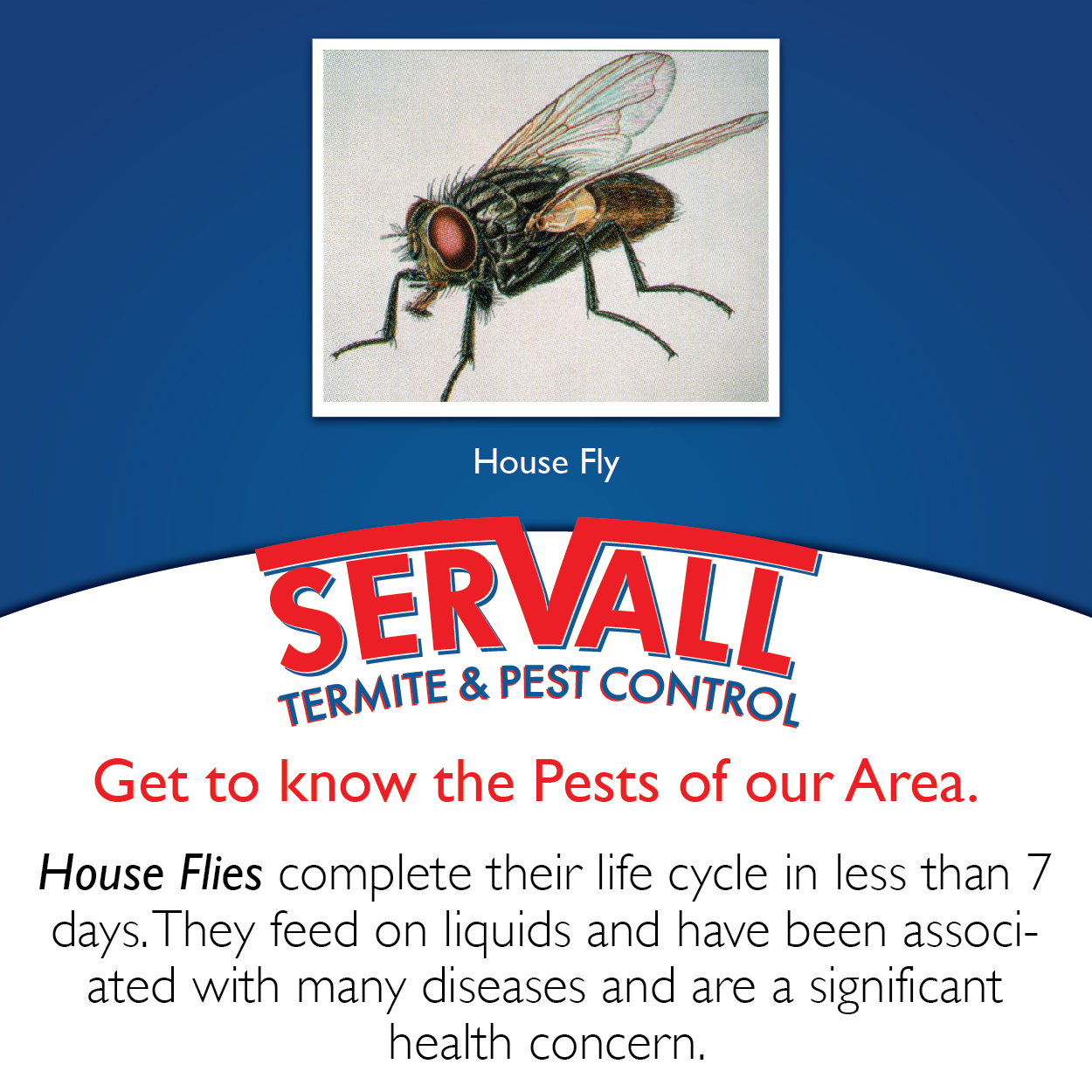 Servall Pest Control House Fly Pest Control