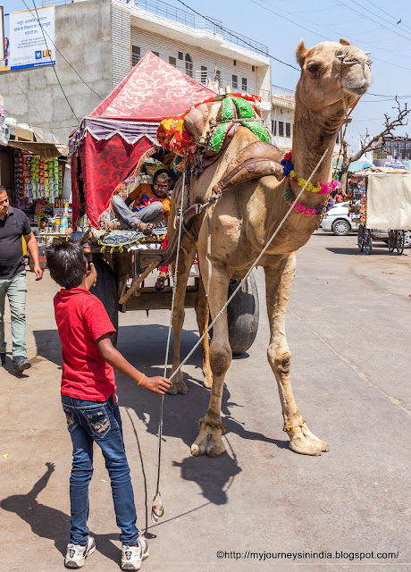 Camel Safari Pushkar