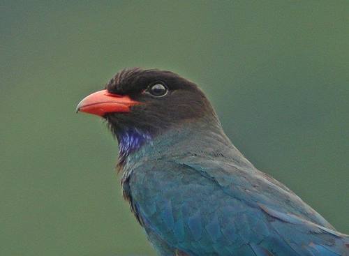 Budi Daya Burung Download Bunyi Tengkek Buto Gacor Panjang