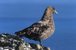 birds antarctica whales animals nature antartica seals tours travel baleen oct wonders natural pm
