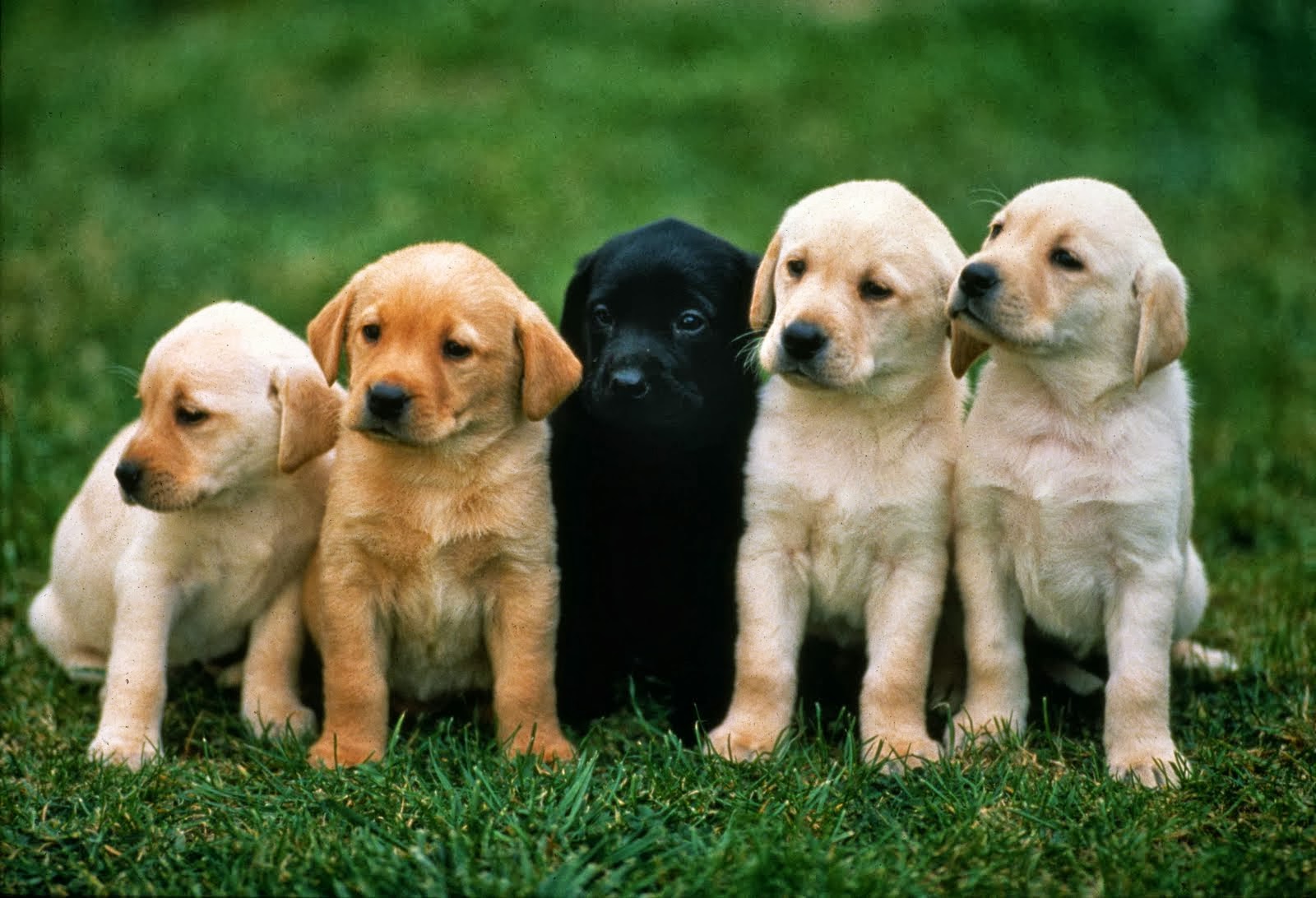 Dogs Free Stock Photos Free Stock Photos dogs-free-stock-photos-free-stock-photos