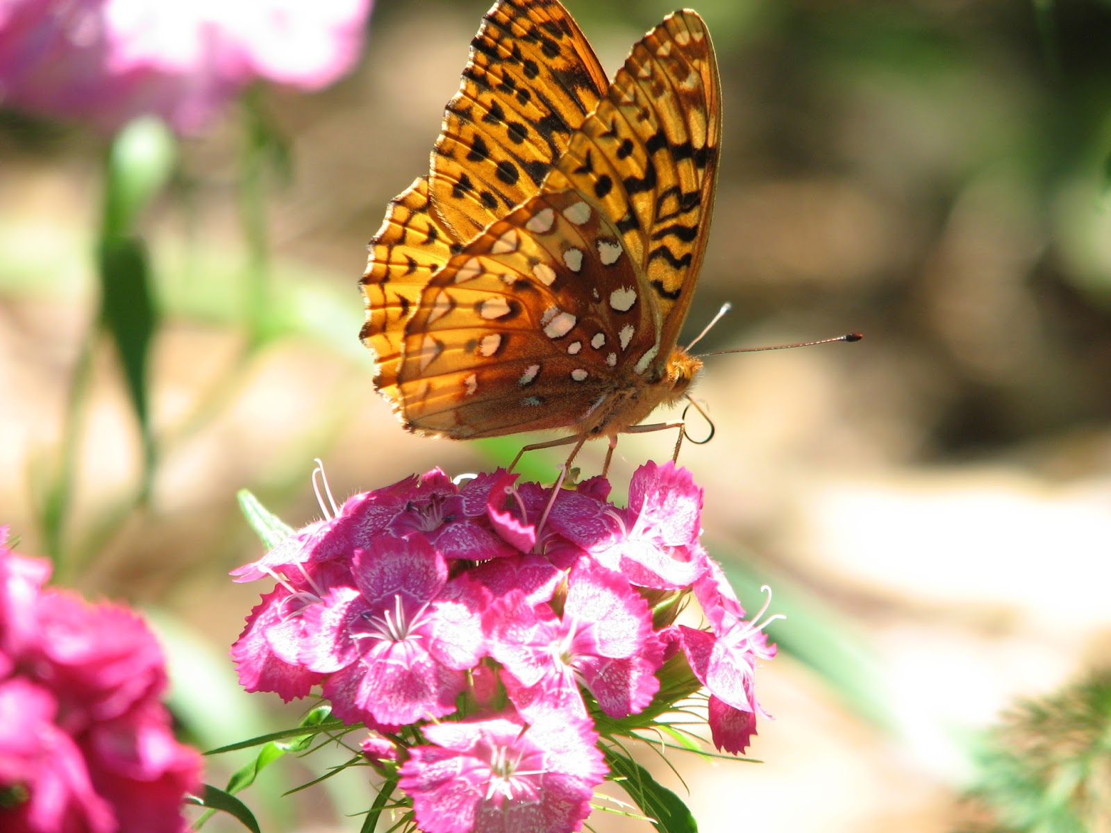 Vermont Butterfly Photos Great Spangled (Cybelle) & Aphrodite