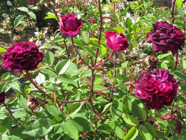 Promesse de roses: Petite renoncule violette