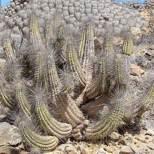 Primer plano de cactus Copao