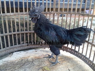Galeri Foto Ayam Cemani Terbaru 6 Galeri Foto Ayam Cemani Terbaru Jual Ayam Hias Ayam Cemani Usia 5 Bulan