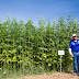 Hemp Could Free Us From Oil, Prevent Deforestation, Cure Cancer, and It's Environmentally Friendly