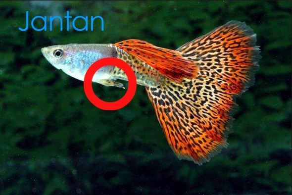 Budidaya Ikan Guppy dan Tekhnik Cara Perawatannya Budidaya Ikan Guppy dan Tekhnik Cara Perawatannya