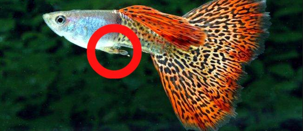 Budidaya Ikan Guppy dan Tekhnik Cara Perawatannya