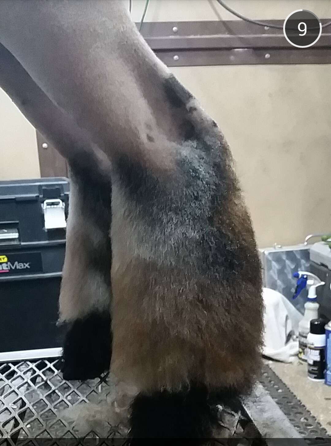 MITTAG Blog 2017 FITTING PERFECTION CONTEST SHEEP + GOAT DIVISION