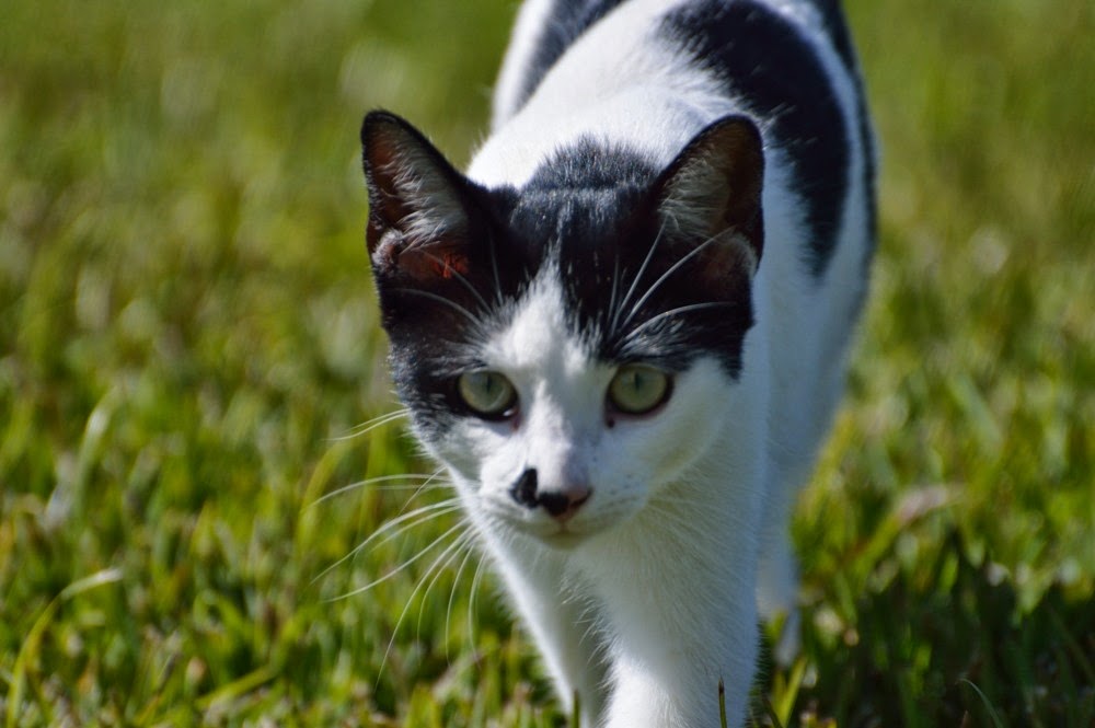 St Helena Island South Atlantic Adventure Piccolo Hill St Helena Island
