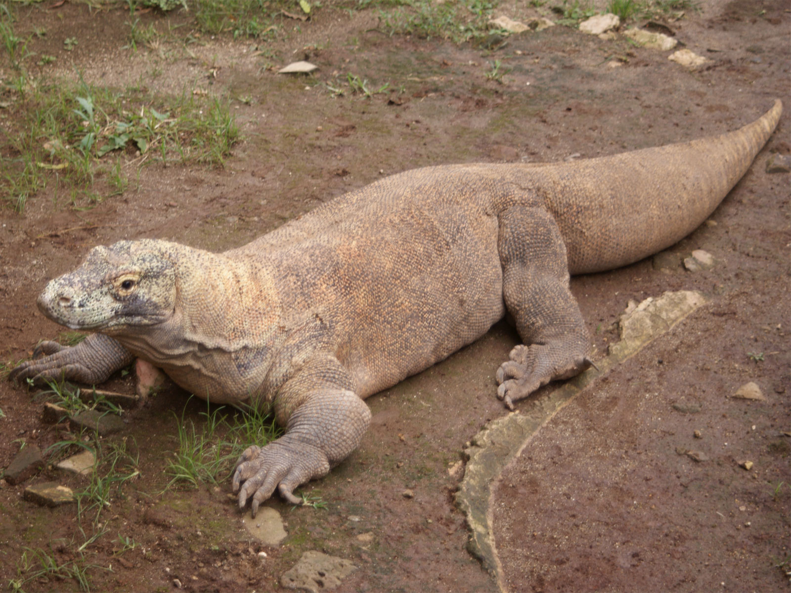 Komodo Dragon Facts