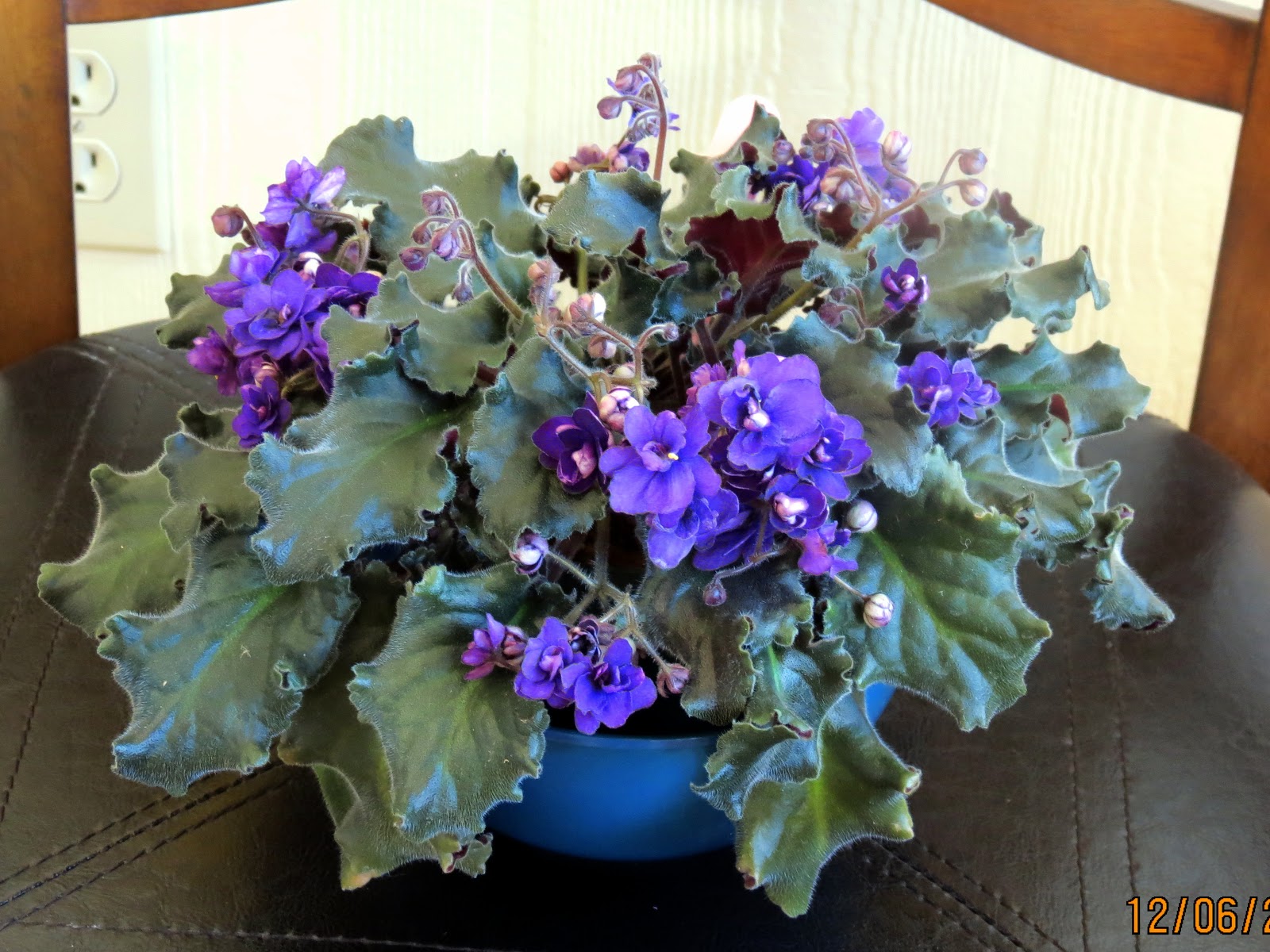 Marilyn's Florida Garden My African Violets