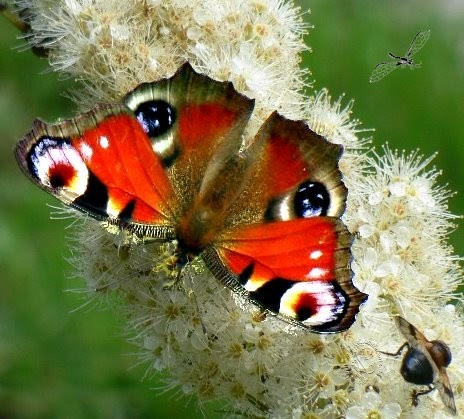 Karins Gedichte Blog Schmetterling Des Herzens