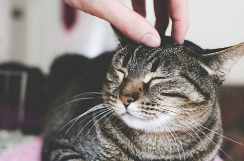 cat being pet by hand on head