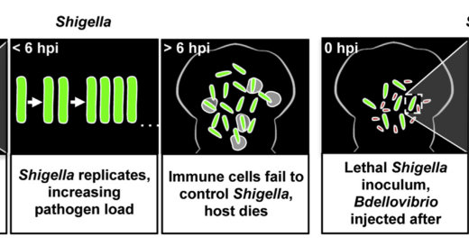 Research papers on bacteria