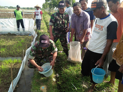 BABINSA WONOKERSO LAKSANAKAN PENDAMPINGAN GAPOKTAN