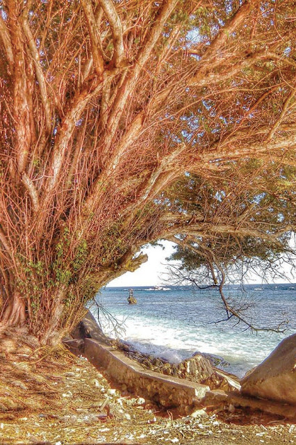 Mangrove Lembongan