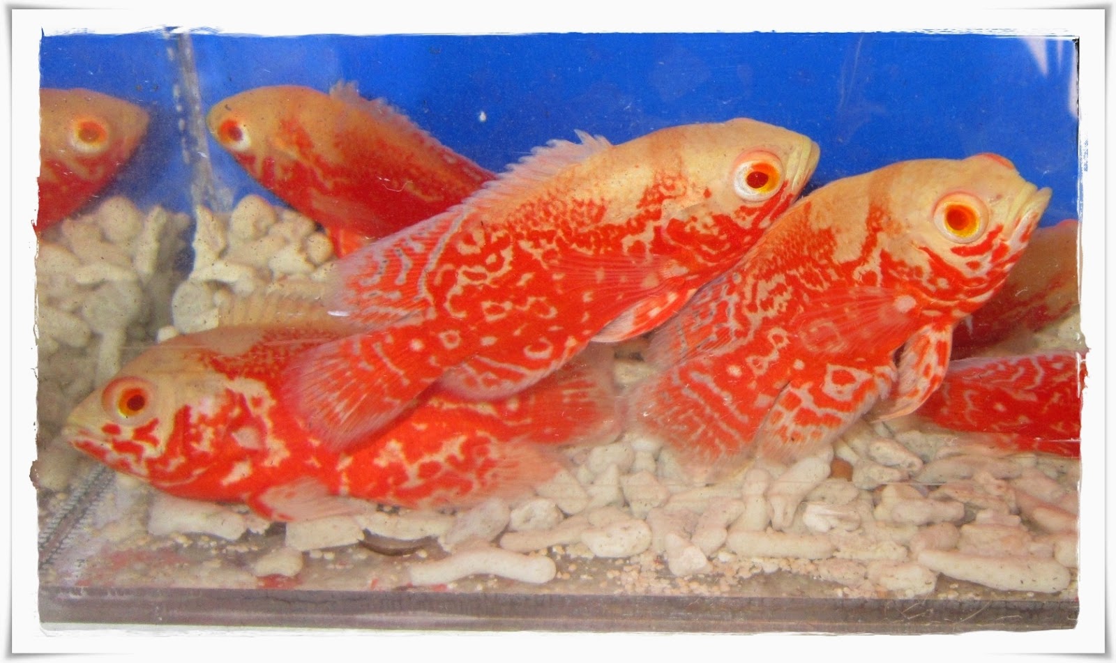 Mancing Alam: Mengenal Ikan Oscar