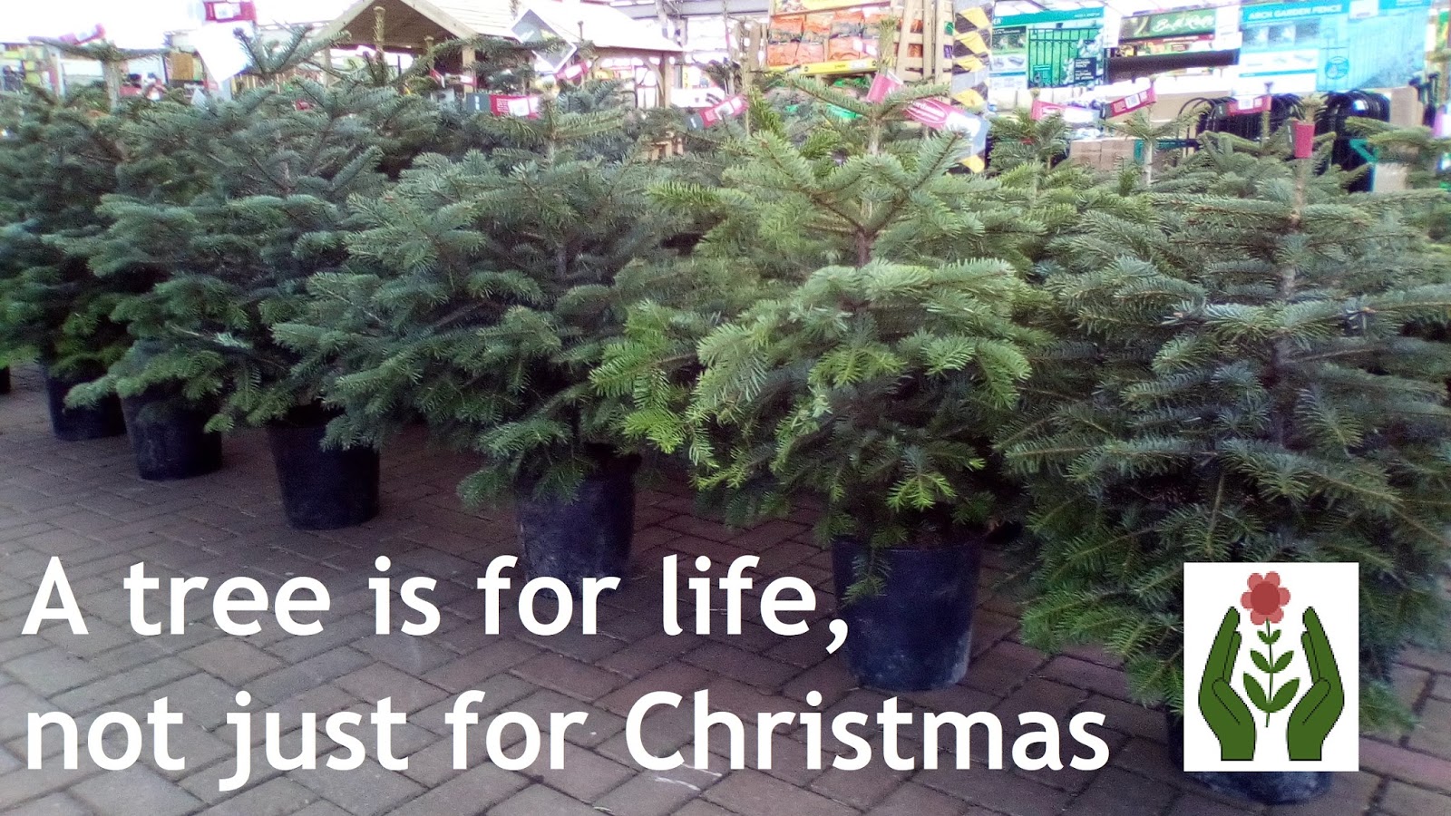 The Green Fingered Blog Buy the right Christmas tree and never have to