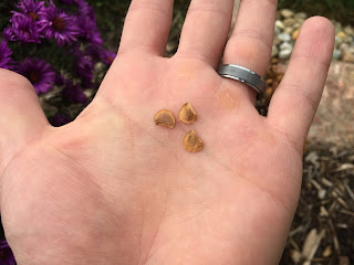 lily seeds