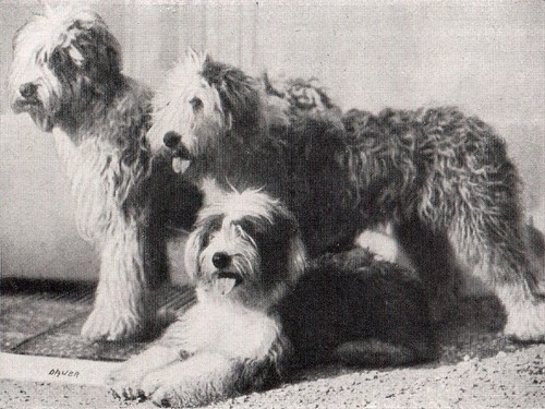 Petwatch Hunde Und Qualzucht 2 2