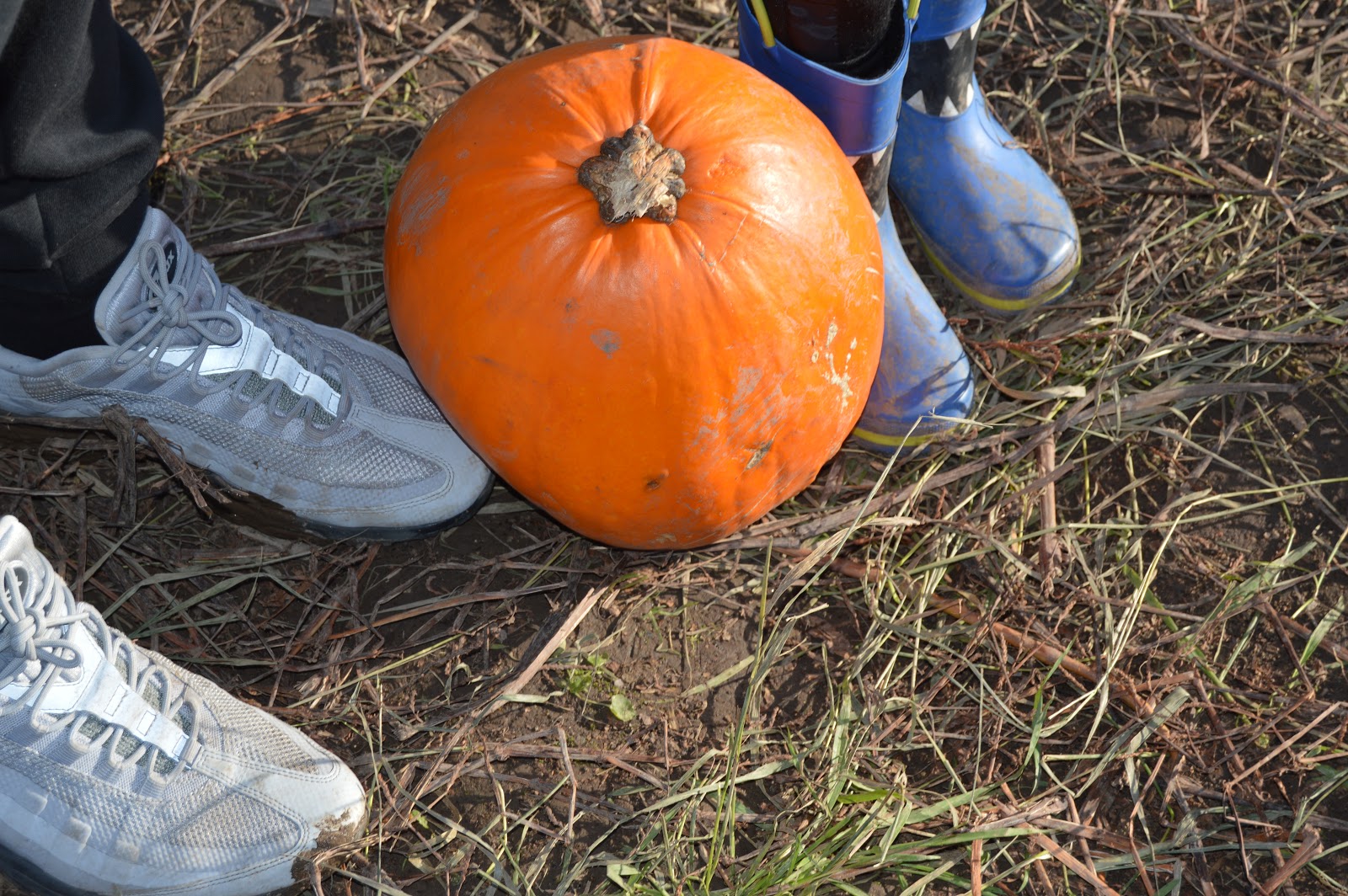 Playdays and Runways Pumpkin Picking At Kenyon Hall Farm